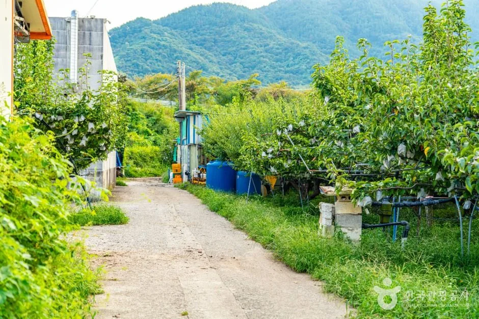 하동_하동명품배거리 (3)