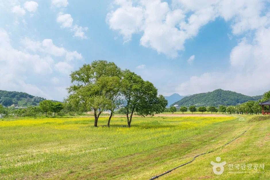 여주_당남리섬 (3)