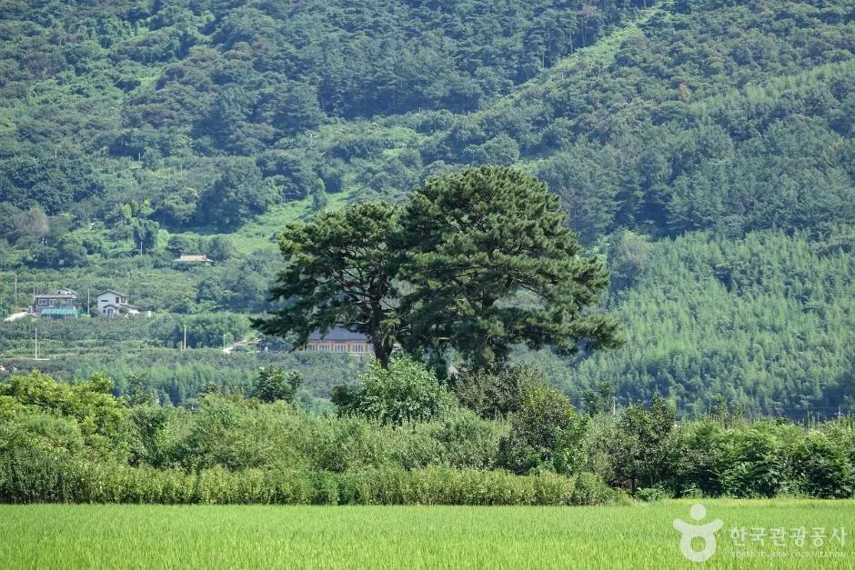 평사리부부소나무 (3)