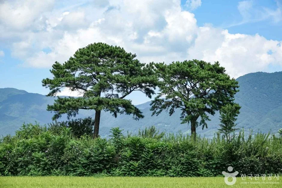 평사리부부소나무 (2)