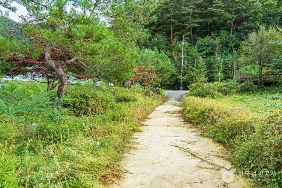 평창_봉황둘레길 (10)