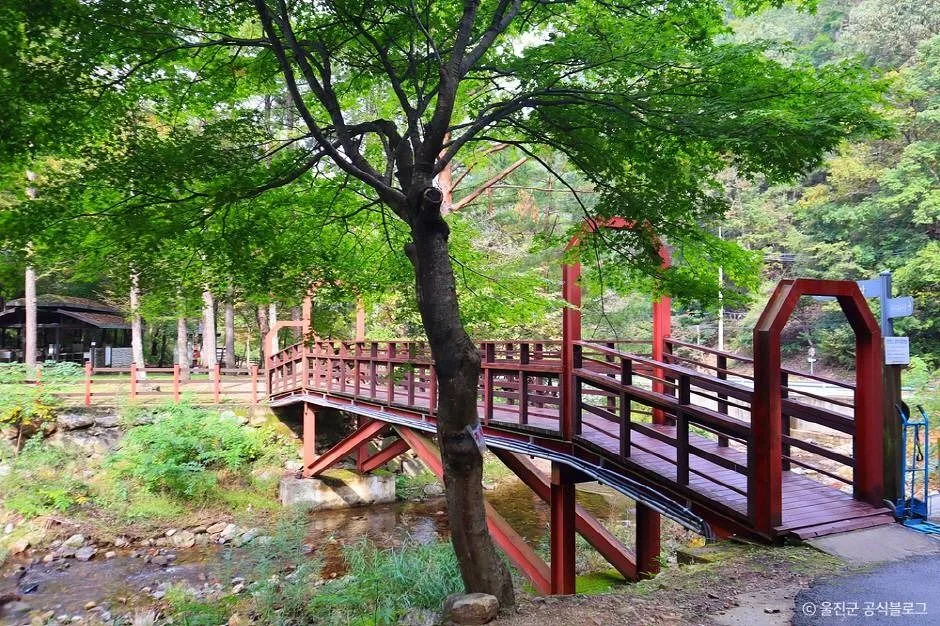 울진_국립통고산자연휴양림 (1)