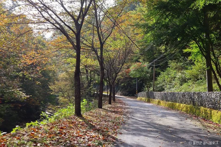울진_국립통고산자연휴양림 (3)
