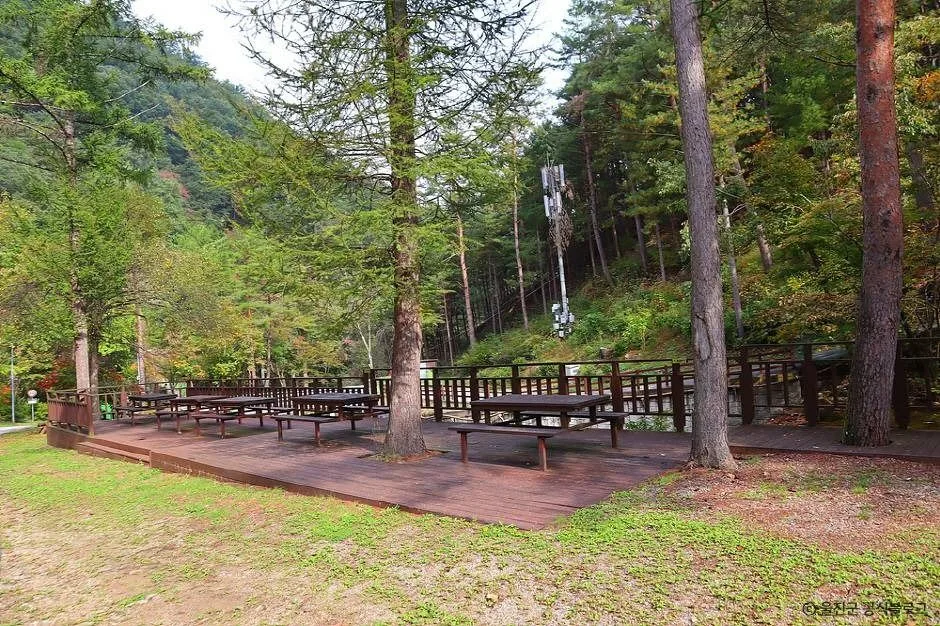 울진_국립통고산자연휴양림 (8)