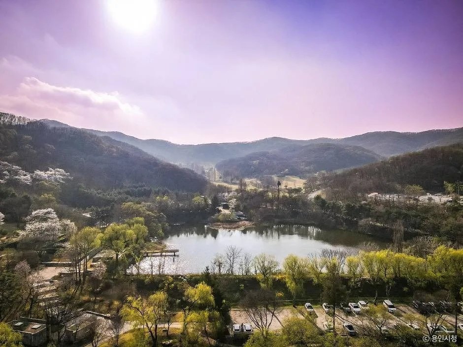 용인_가실벚꽃길 (6)