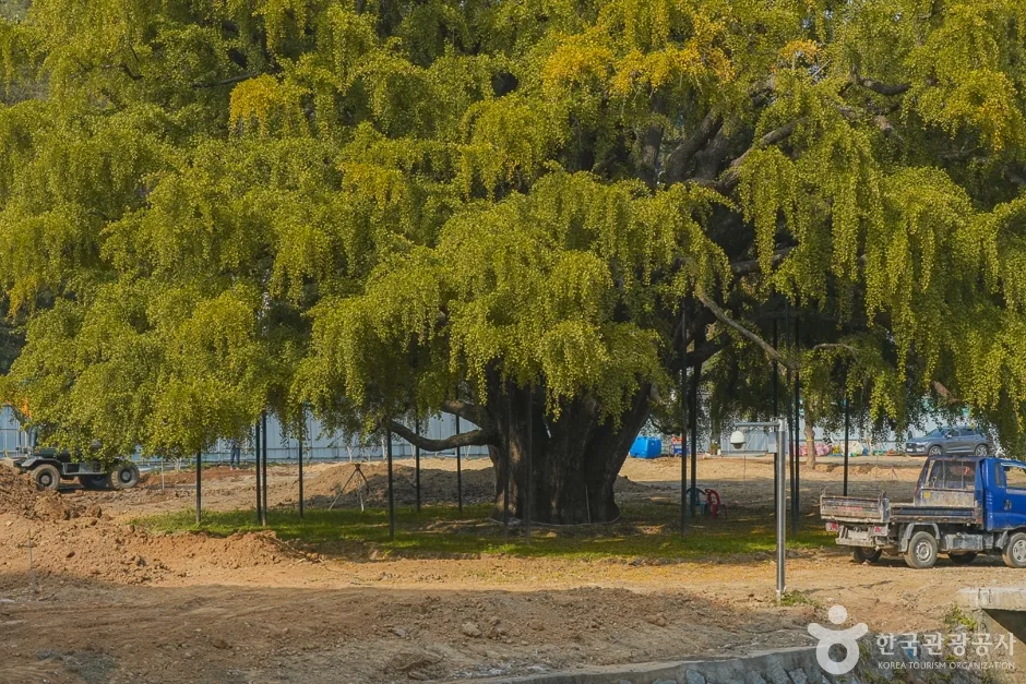 N02024_인천_남동_장수동은행나무(3)