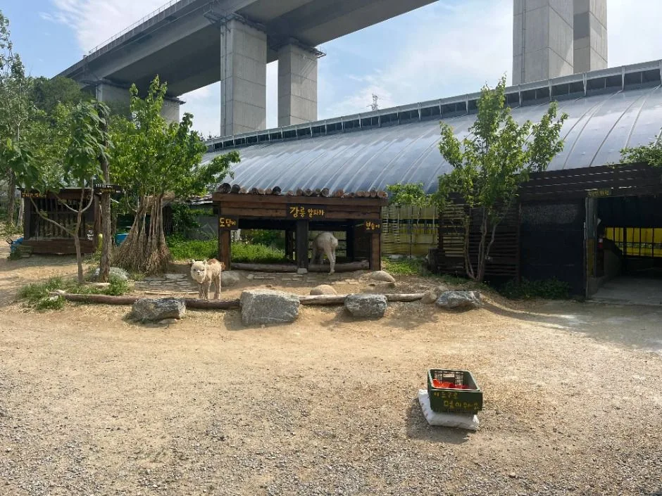 강릉_대관령아기동물농장 (4)