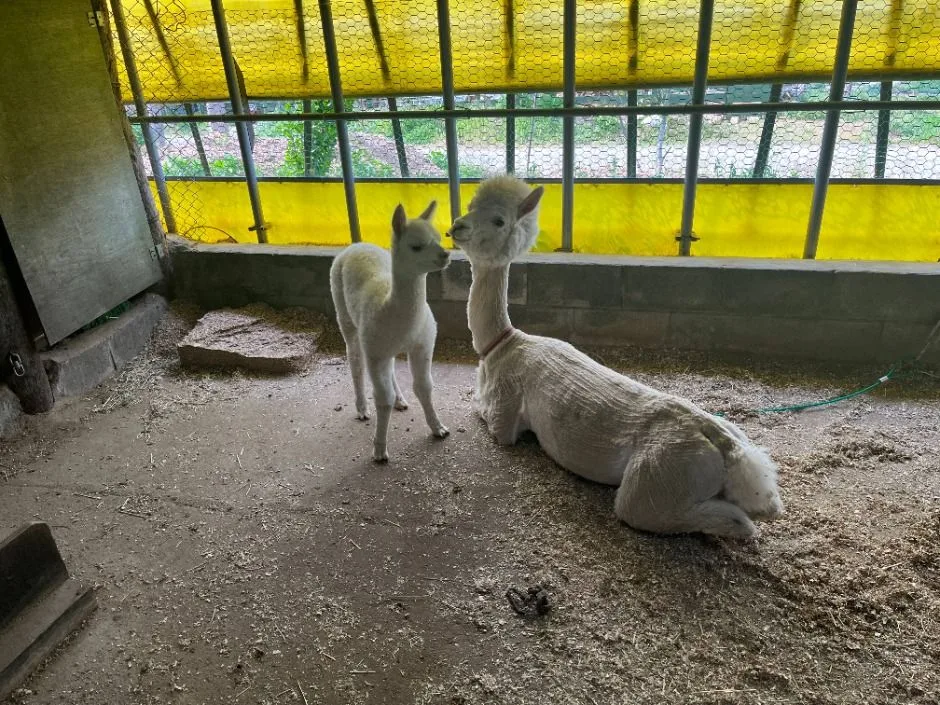 강릉_대관령아기동물농장 (10)