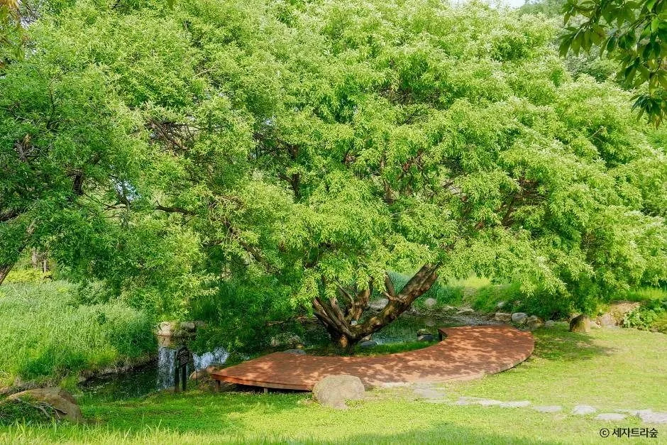 통영_통영RCE세자트라숲 (5)