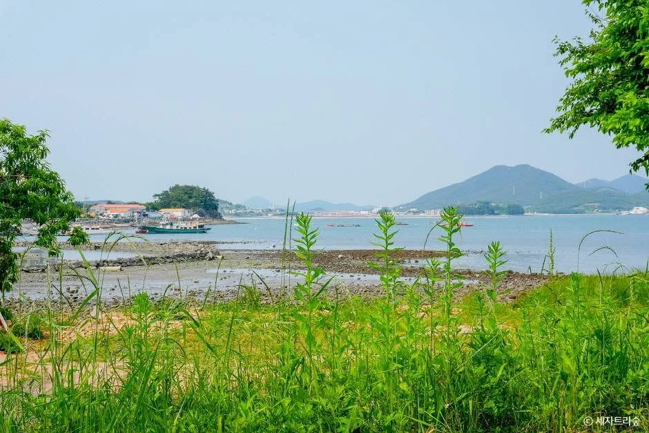 통영_통영RCE세자트라숲 (12)