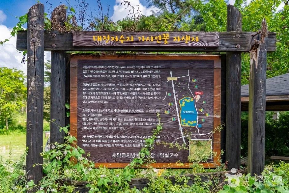 임실_임실 대말방죽 숲(가시연꽃 자생지) (2)