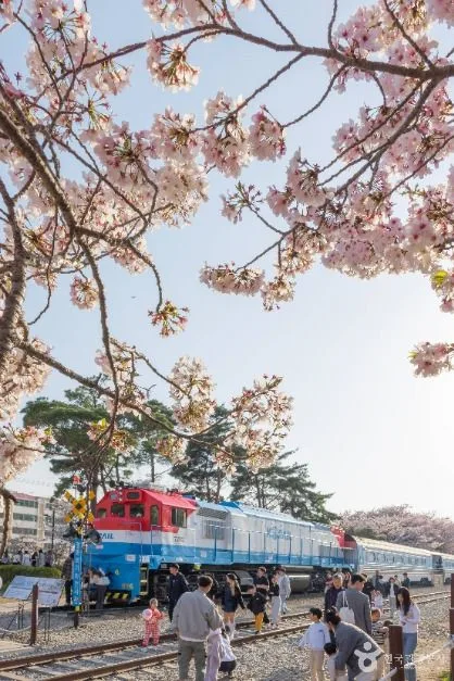 진해_경화역 벚꽃길 (6)