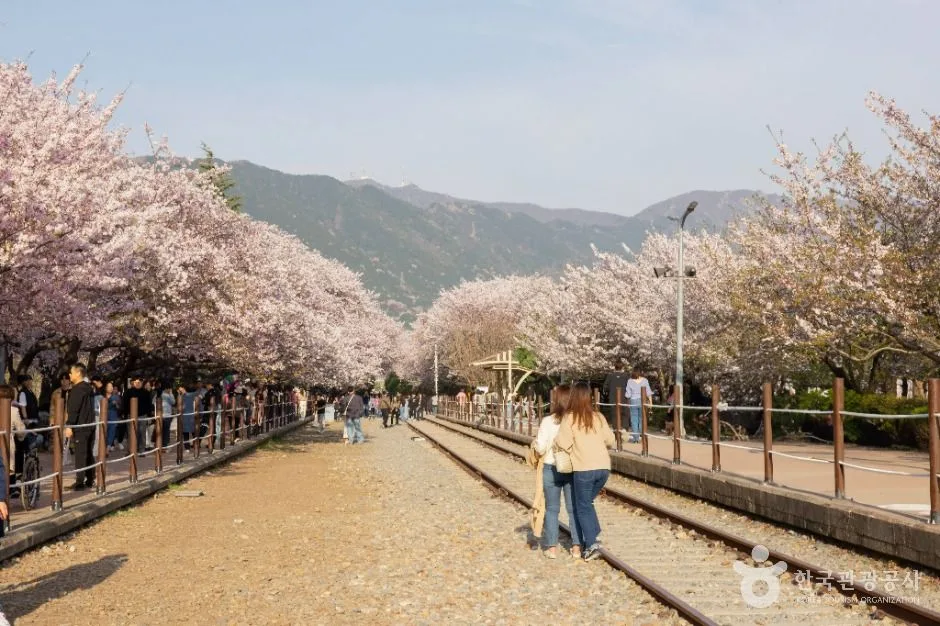 진해_경화역 벚꽃길 (4)
