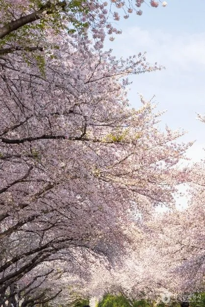진해_경화역 벚꽃길 (7)