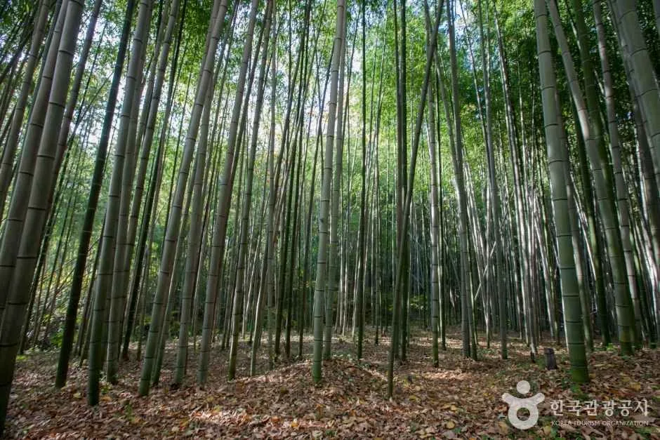 전남광주_담양_담양 소쇄원_외부_3.jpg