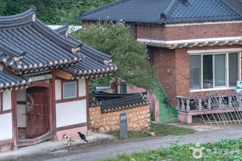 강릉방동리 무궁화8