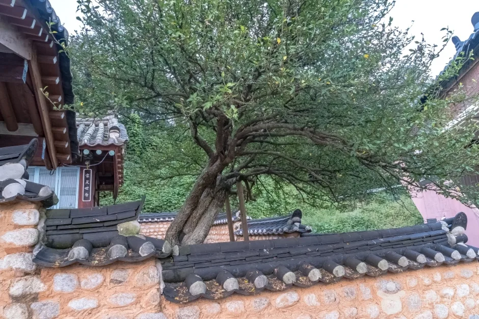 강릉방동리 무궁화12