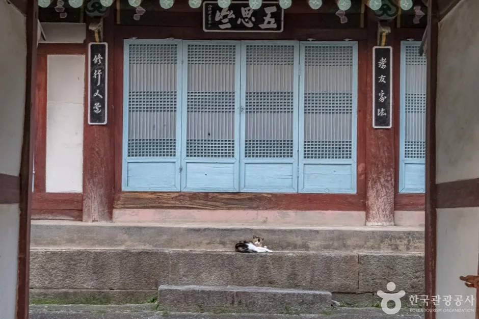 강릉방동리 무궁화15