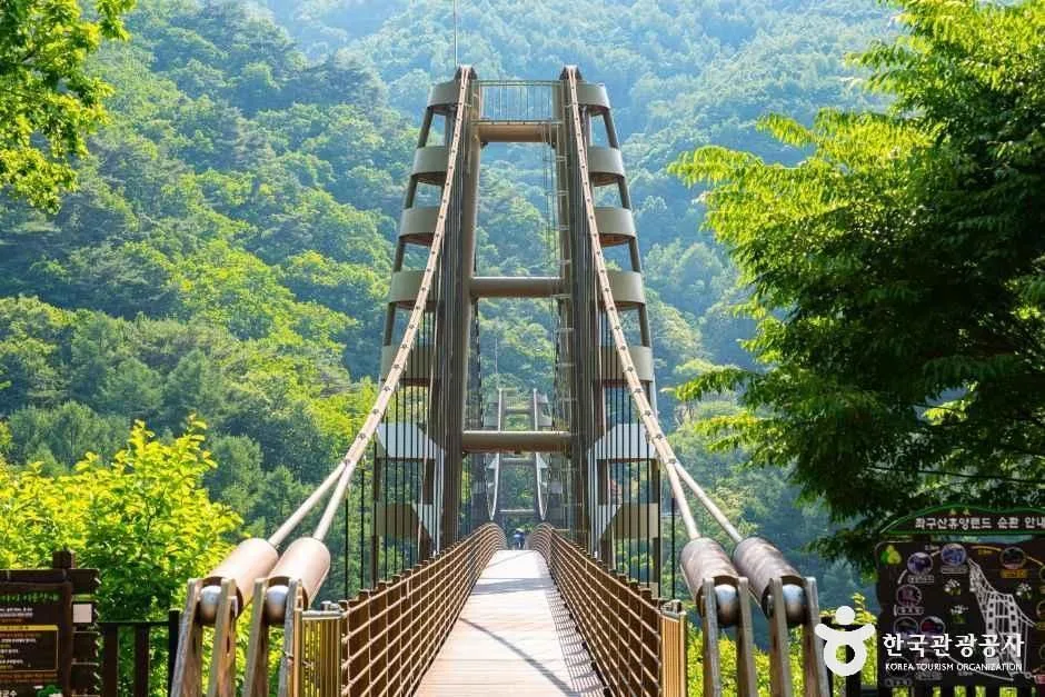 증평 좌구산 구름다리 (3)