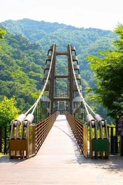 증평 좌구산 구름다리 (4)