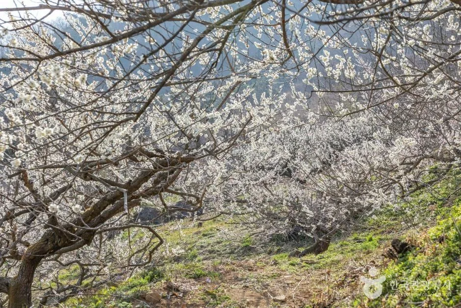 순천 향매실마을 (16)