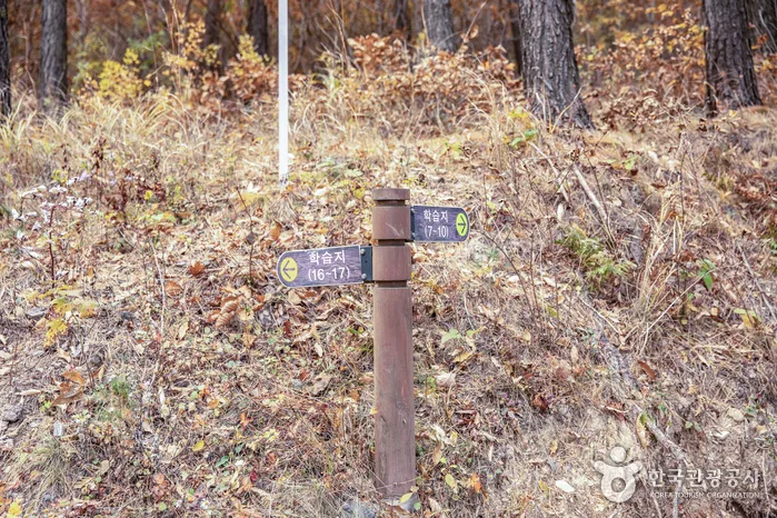 경북_영덕_창수전시림07