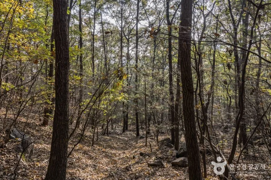 세종_금이성 (12)