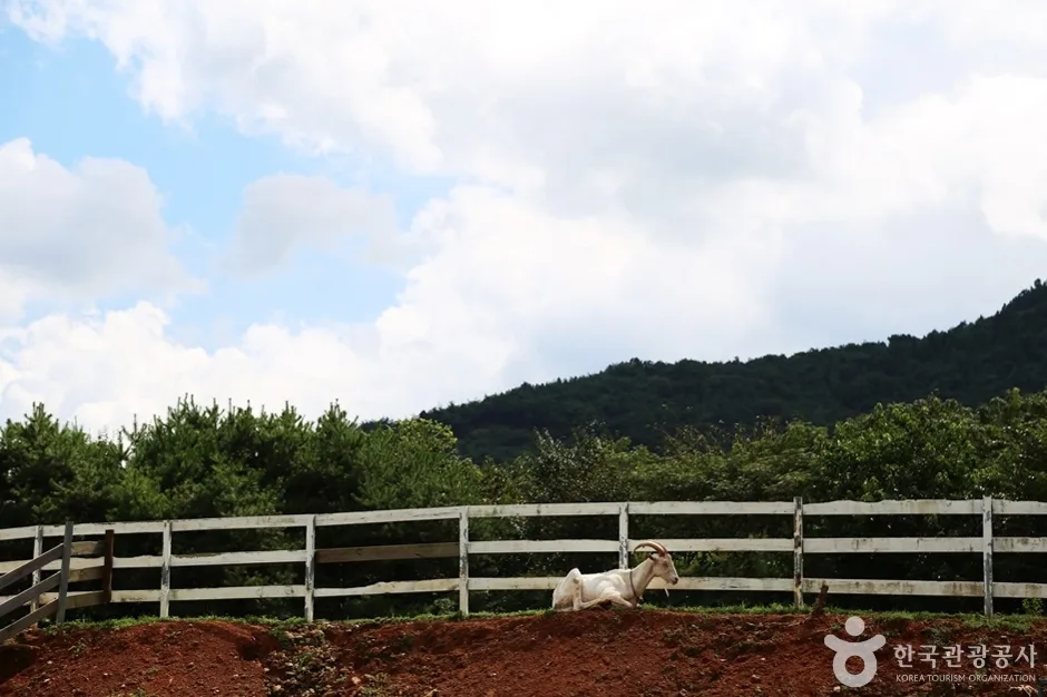 경남_하동_해뜰목장 (5)