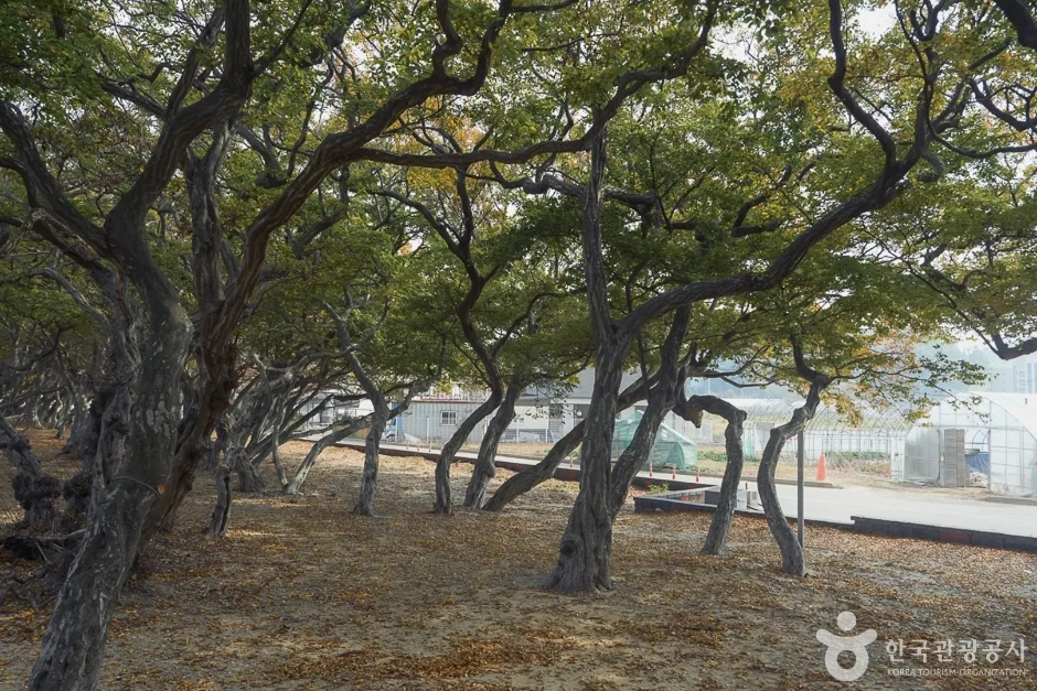 A04382_인천_옹진_서어나무군락지(9)