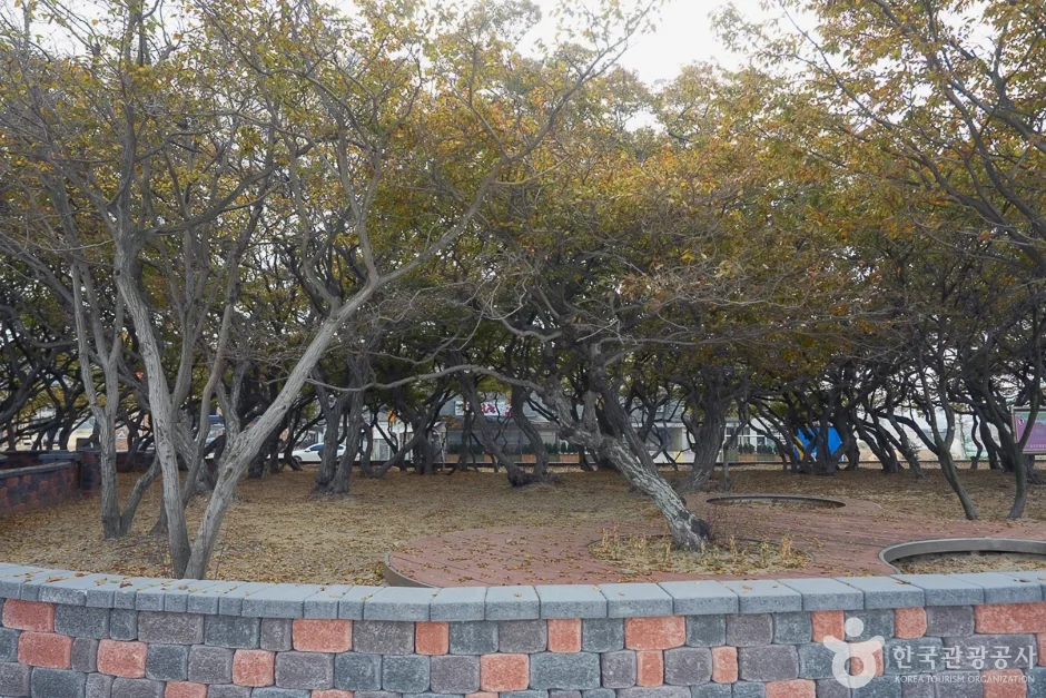 A04382_인천_옹진_서어나무군락지(4)