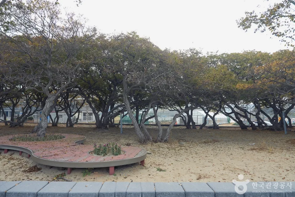 A04382_인천_옹진_서어나무군락지(5)