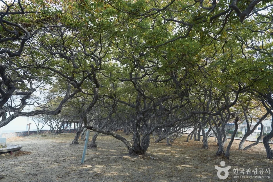 A04382_인천_옹진_서어나무군락지(12)