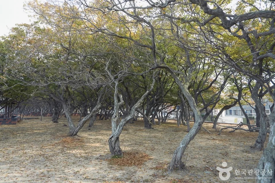 A04382_인천_옹진_서어나무군락지(14)