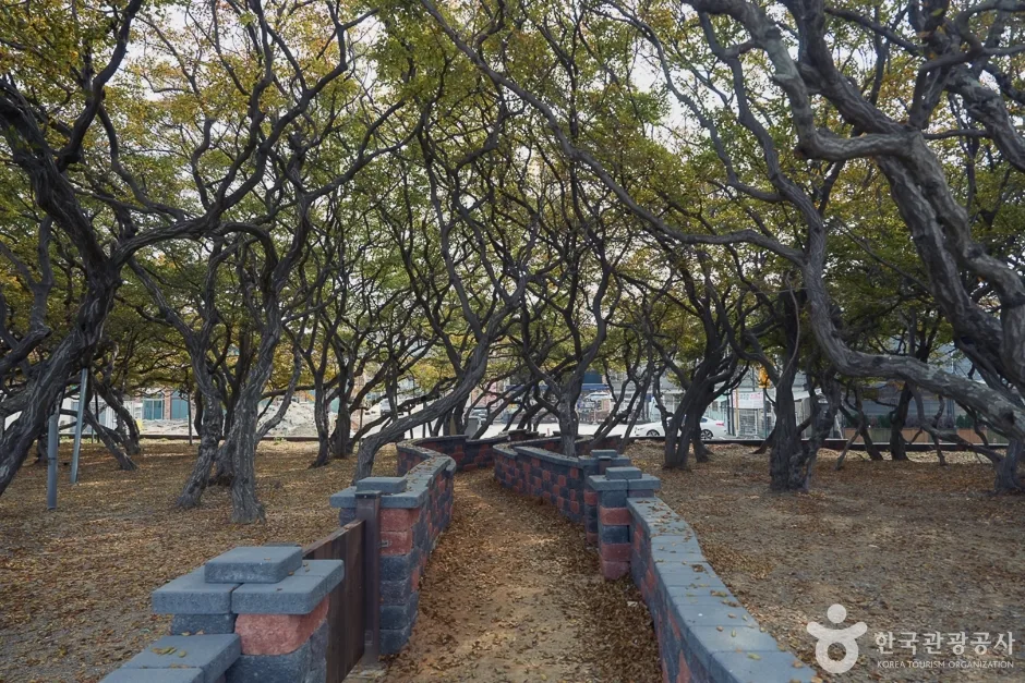 A04382_인천_옹진_서어나무군락지(11)