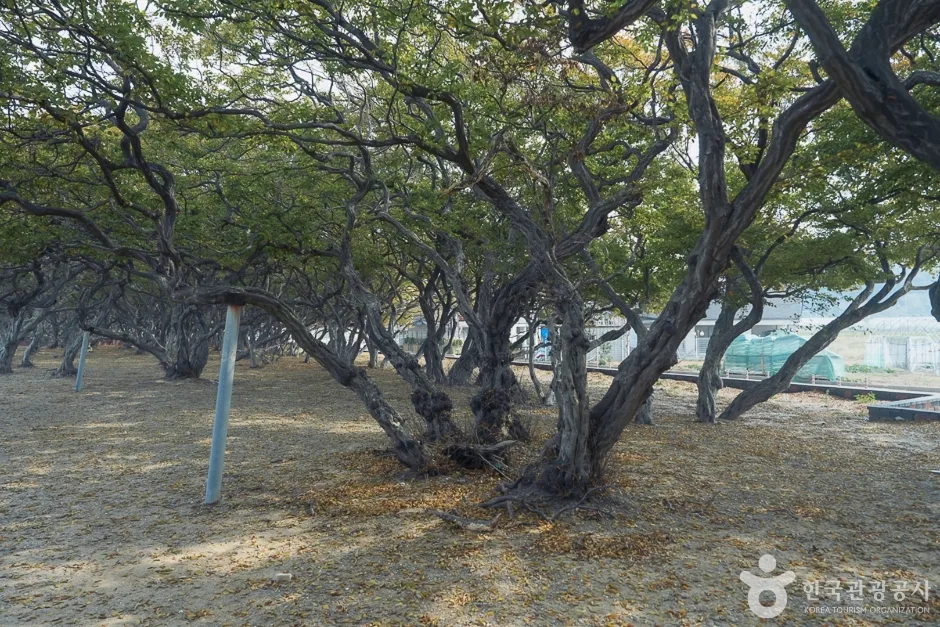 A04382_인천_옹진_서어나무군락지(10)
