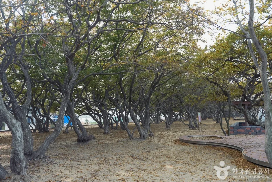 A04382_인천_옹진_서어나무군락지(6)