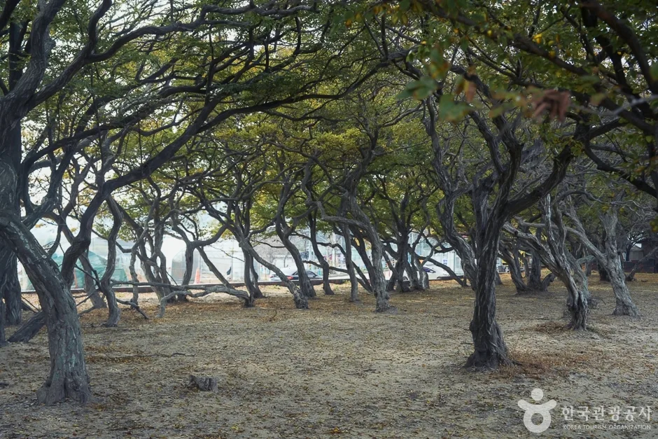 A04382_인천_옹진_서어나무군락지(2)