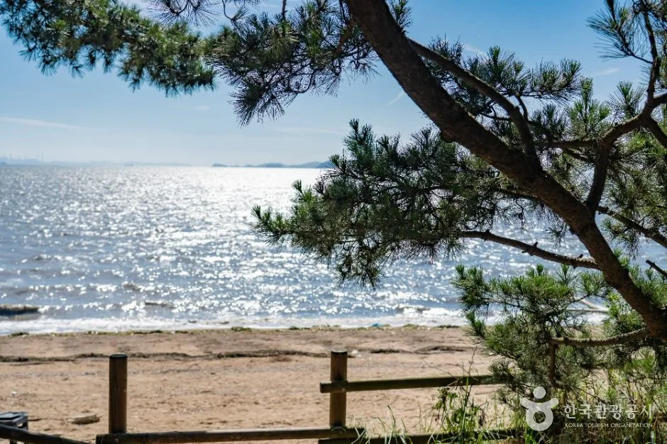 화성_궁평해송군락지 (3)