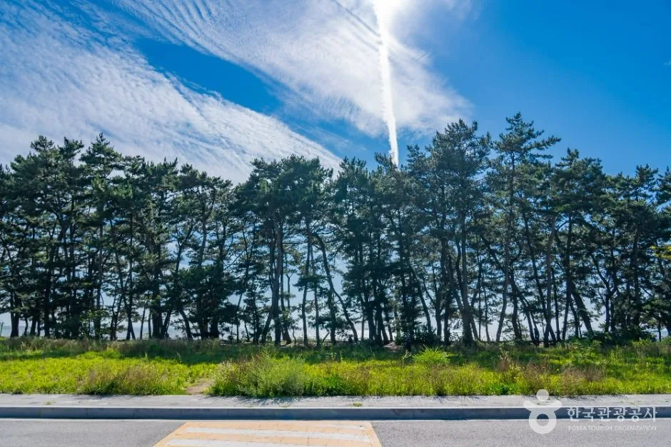 궁평해송군락지