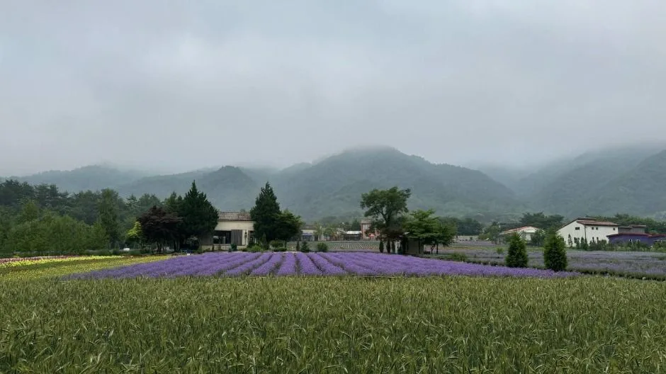 고성_하늬라벤더팜 (2)