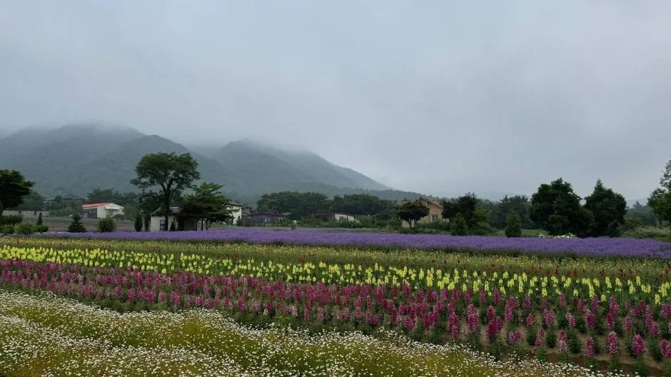 고성_하늬라벤더팜 (3)