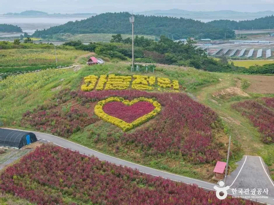 신안_맨드라미정원 (13).jpg