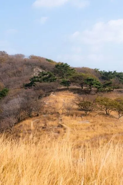인천 굴업도 가는법 배편 예약부터 개머리언덕 코끼리 바위 백패킹 총정리_굴업도_4