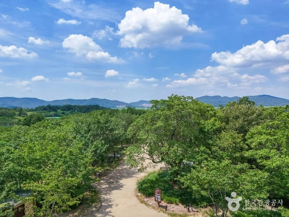 달성_교항리 이팝나무 군락지 (5)