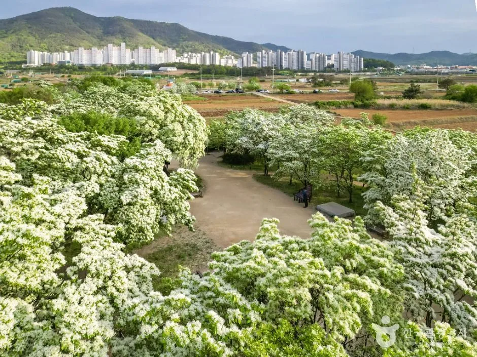 달성_교항리 이팝나무 군락지 (4)
