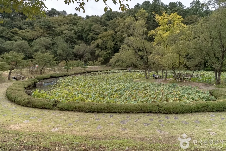 공작산생태숲 (19)_출렁다리