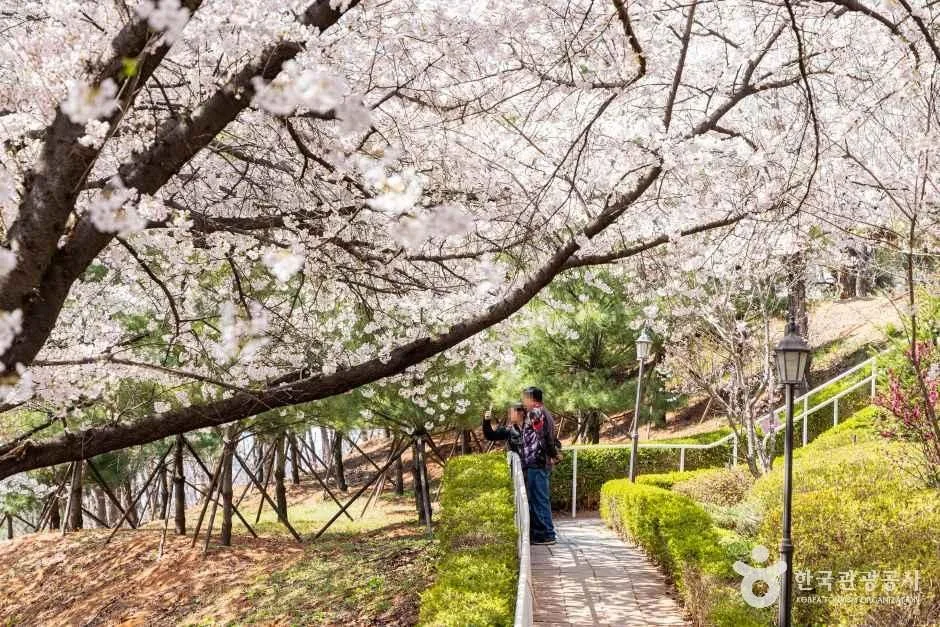 인천_SK인천석유화학벚꽃동산 (7).jpg