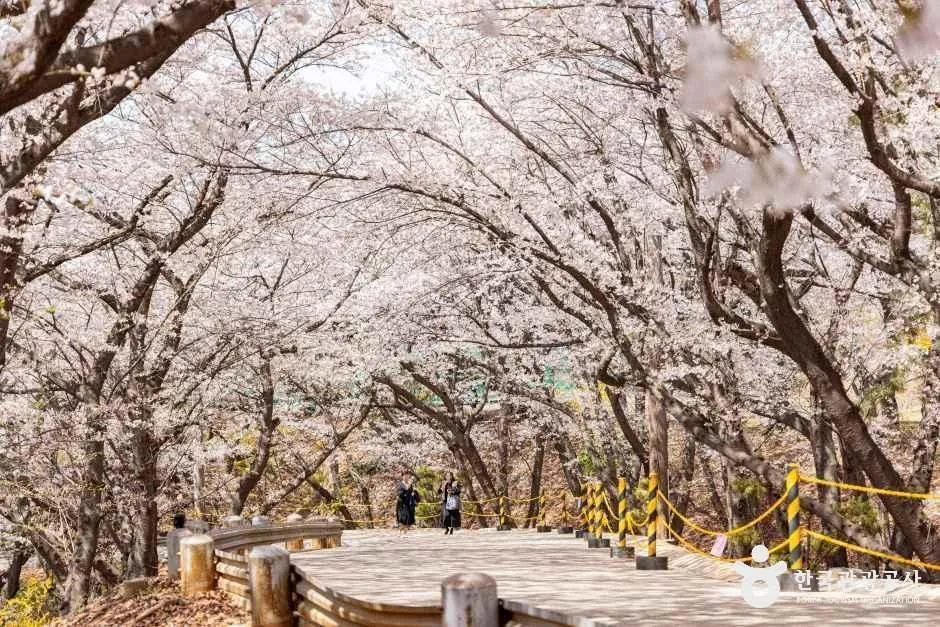 인천_SK인천석유화학벚꽃동산 (3).jpg