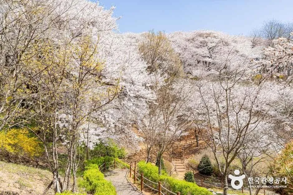 인천_SK인천석유화학벚꽃동산 (2).jpg