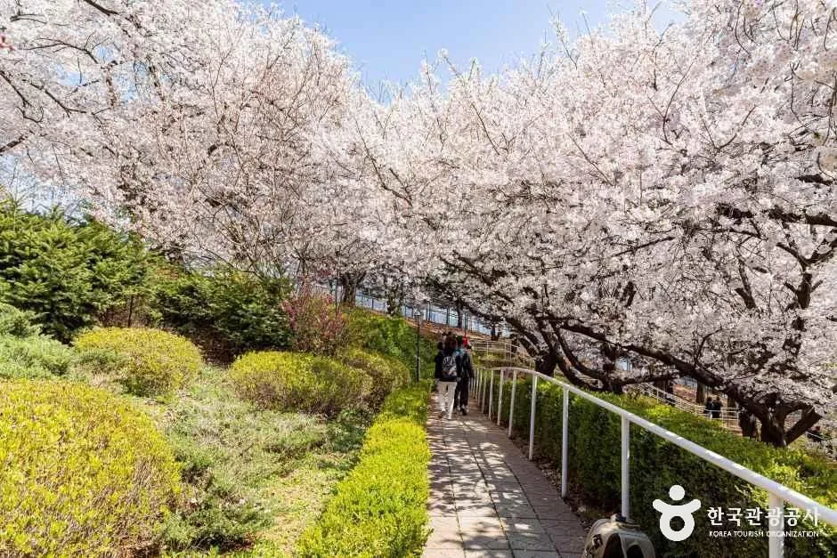 인천_SK인천석유화학벚꽃동산 (5).jpg